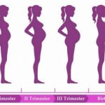 Trimesters of Pregnancy: Changes to Mother and Baby