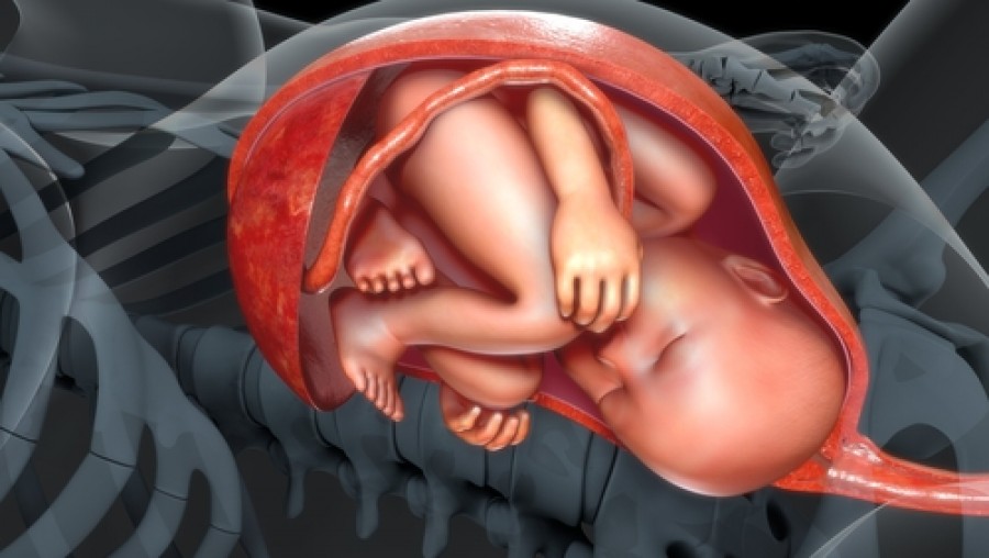 Anterior Placenta: Your Basic Questions Answered