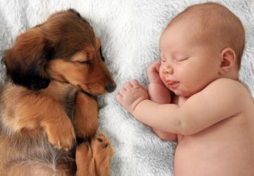 Babies and pets: Health benefits and How to Introduce a New Pet