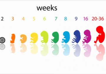 Week by Week Development of the Foetus