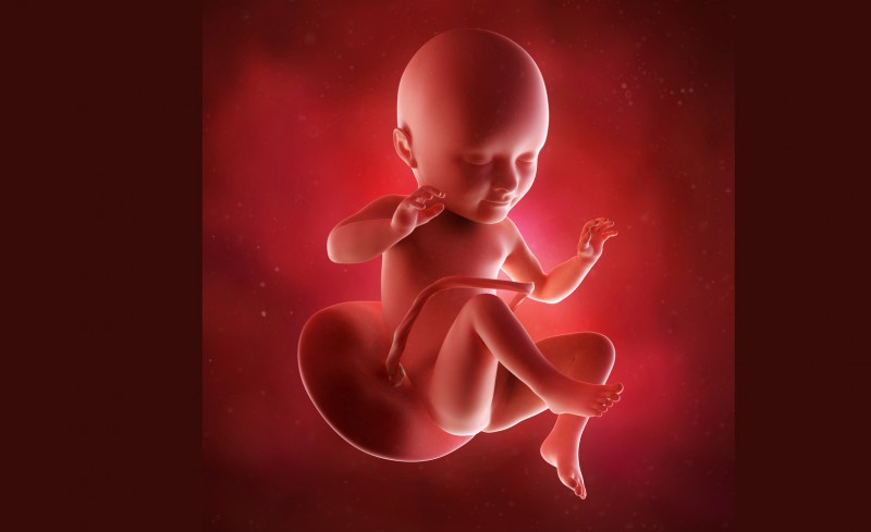 third_trimester_of_pregnancy_fetus_growth