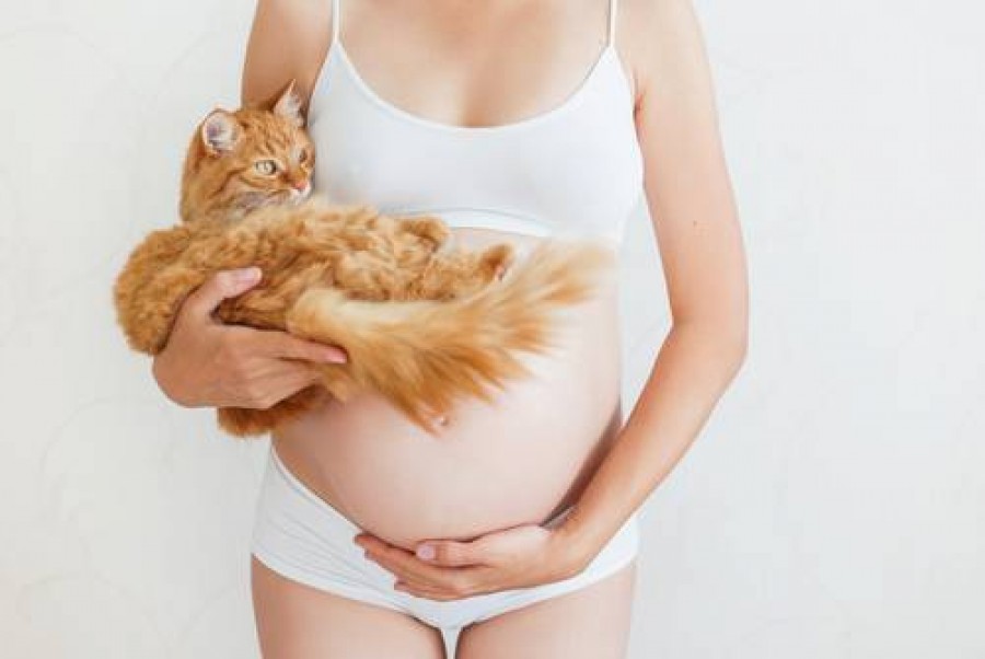 Is Cat Pee Bad for Pregnancy? 2
